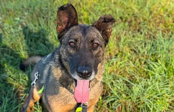 Anelma, female senior mixed breed for adoption at Animal Happyend, Animal Happyend