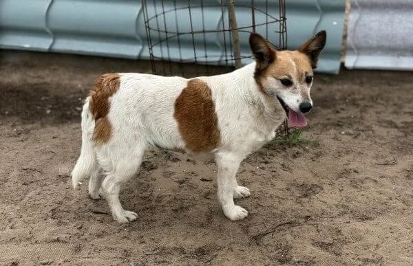 Anetta, female senior Mixed Breed for adoption at Animal Happyend, Animal Happyend