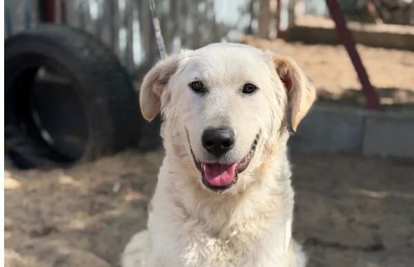 Aresz-2, male young Kuvasz for adoption at Animal Happyend, Animal Happyend