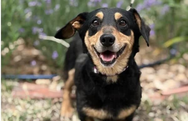 Artin, male senior Mixed Breed for adoption at Animal Happyend, Animal Happyend