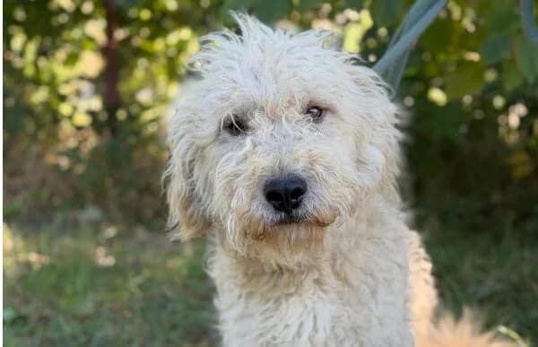 Axel-2, male 5yo Puli for adoption at Animal Happyend, Animal Happyend