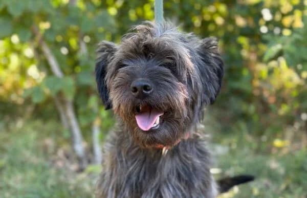 Bacio-2, weiss male 5yo Mixed Breed for adoption at Animal Happyend, Animal Happyend