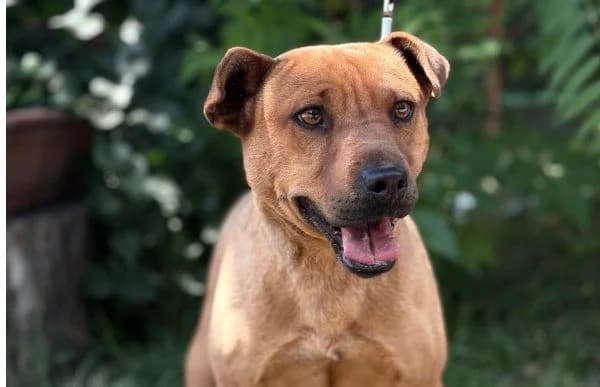 Bandi-8, male 3yo Mixed Breed for adoption at Animal Happyend, Animal Happyend