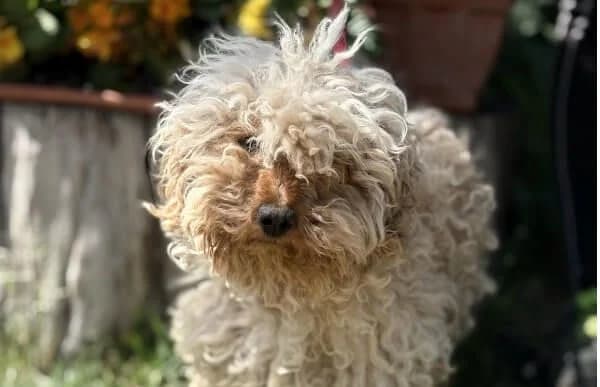 Barack-4, female 5yo Poodle for adoption at Animal Happyend, Animal Happyend