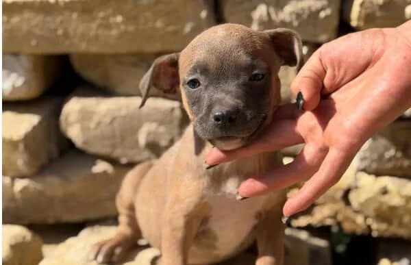 Barbecue, female puppy mixed breed for adoption at Animal Happyend, Animal Happyend