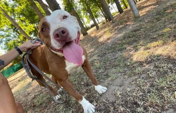 Barni, female 4yo mixed breed for adoption at Animal Happyend, Animal Happyend