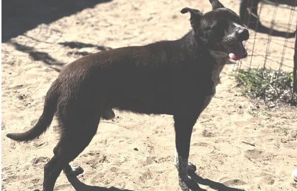 Bashiro, male 6yo Mixed Breed for adoption at Animal Happyend, Animal Happyend