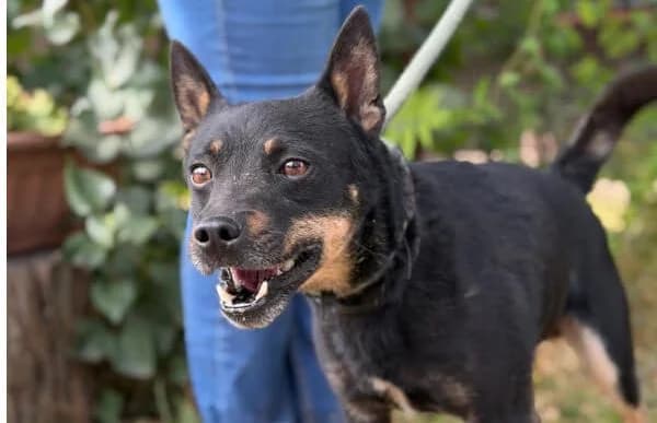Belano, male 3yo Mixed Breed for adoption at Animal Happyend, Animal Happyend