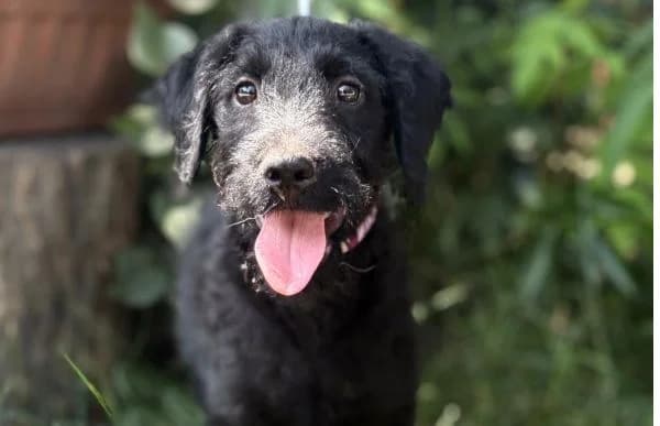 Belfegor, male puppy Mixed Breed for adoption at Animal Happyend, Animal Happyend