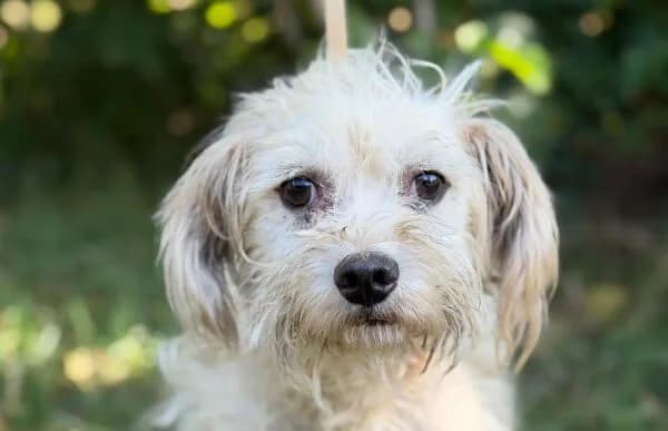 Berke-2, male 7yo Mixed Breed for adoption at Animal Happyend, Animal Happyend