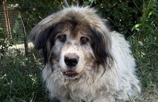 Bernat, weiss male senior Mixed Breed for adoption at Animal Happyend, Animal Happyend
