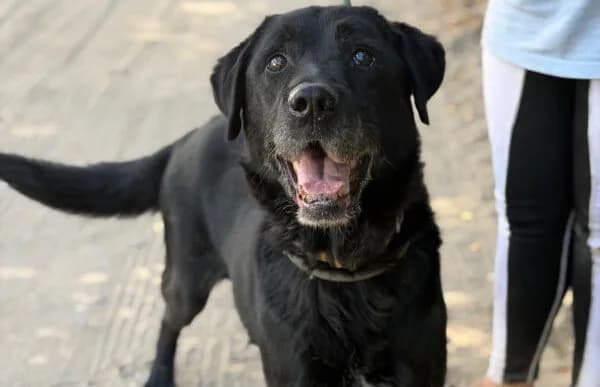 Betyar-9, male senior Mixed Breed for adoption at Animal Happyend, Animal Happyend