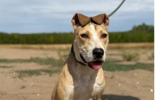Blazsena, female young Mixed Breed for adoption at Animal Happyend, Animal Happyend