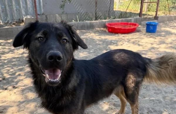 Bogat-3, male 5yo Mixed Breed for adoption at Animal Happyend, Animal Happyend