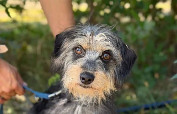 Bolivia, female young Mixed Breed for adoption at Animal Happyend, Animal Happyend