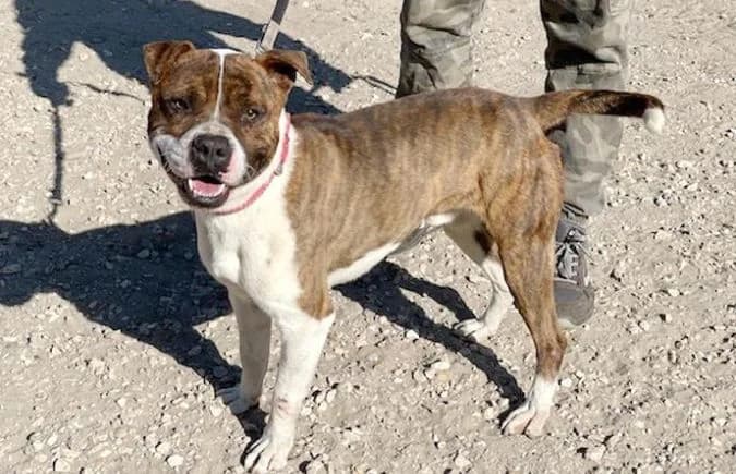 Bolyka, male 5yo mixed breed for adoption at Animal Happyend, Animal Happyend