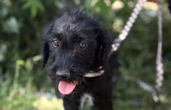 Bonetta, female puppy Mixed Breed for adoption at Animal Happyend, Animal Happyend