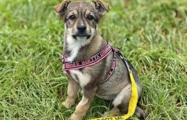 Breta, female puppy Mixed Breed for adoption at Animal Happyend, Animal Happyend