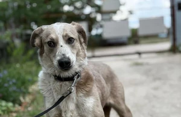 Brixton, male 5yo Mixed Breed for adoption at Animal Happyend, Animal Happyend