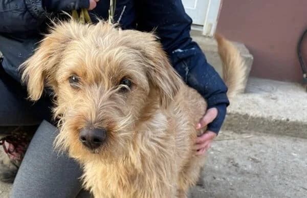 Bubble-2 neu Jimmy, male 5yo Mixed Breed for adoption at Animal Happyend, Animal Happyend