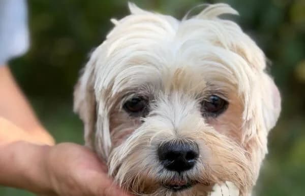 Cindy-4, female senior Maltese for adoption at Animal Happyend, Animal Happyend