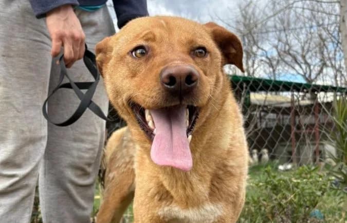 Cirino, male 4yo Mixed Breed for adoption at Animal Happyend, Animal Happyend