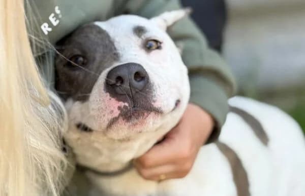 Corson, male 3yo mixed breed for adoption at Animal Happyend, Animal Happyend