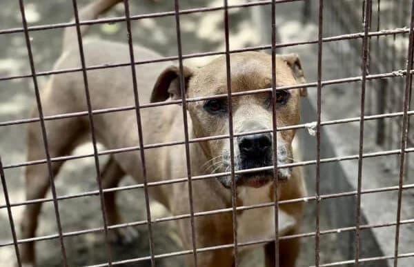 Cory, weiss male 7yo English Bulldog for adoption at Animal Happyend, Animal Happyend