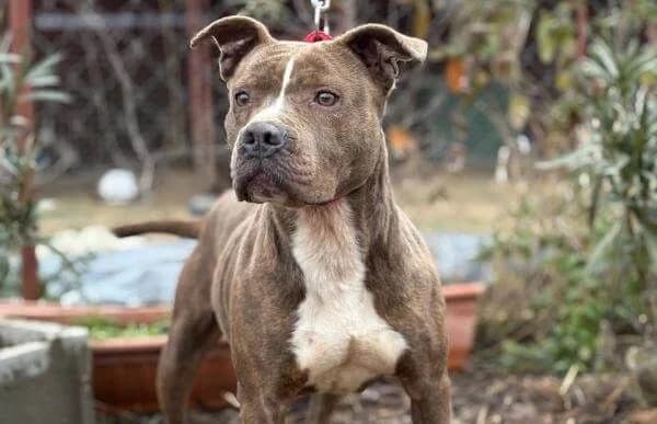 Cseresznye, female 5yo mixed breed for adoption at Animal Happyend, Animal Happyend