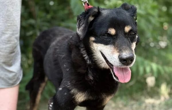 Csernus, male senior Mixed Breed for adoption at Animal Happyend, Animal Happyend