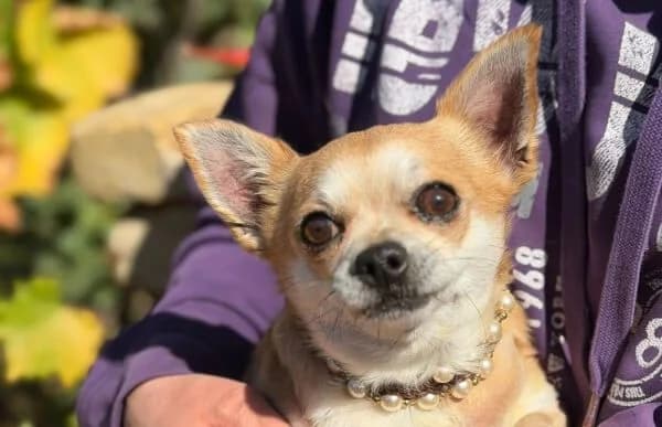 Cucus, female 4yo Chihuahua for adoption at Animal Happyend, Animal Happyend