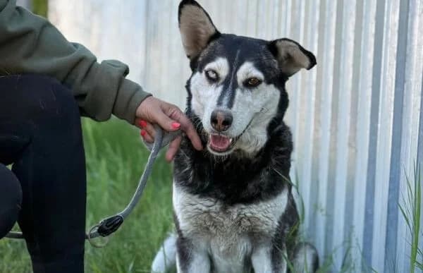 Desire-2 (Hund des Monats August 2026), female 6yo Husky for adoption at Animal Happyend, Animal Happyend