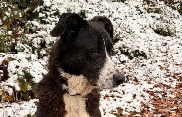 Diego-6, male 5yo Mixed Breed for adoption at Animal Happyend, Animal Happyend