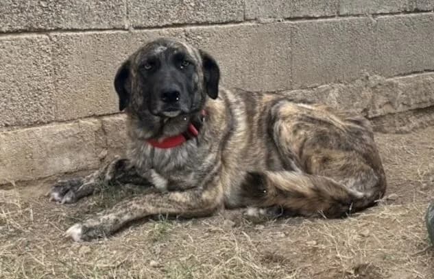 Dolly-5, female 4yo Mixed Breed for adoption at Animal Happyend, Animal Happyend