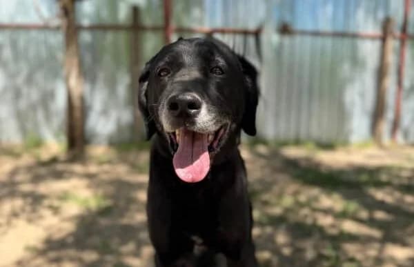 Dragan, schwarz male senior Mixed Breed for adoption at Animal Happyend, Animal Happyend