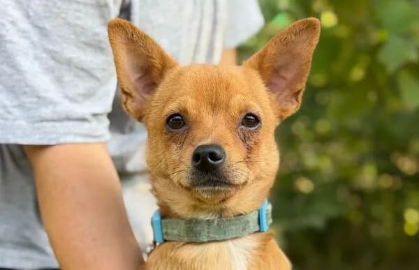 Dravenor, male puppy Mixed Breed for adoption at Animal Happyend, Animal Happyend