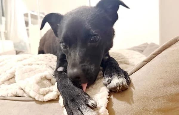 Emerka, female young Mixed Breed for adoption at Animal Happyend, Animal Happyend