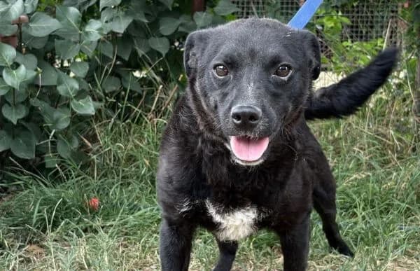 Emerka, female young Mixed Breed for adoption at Animal Happyend, Animal Happyend