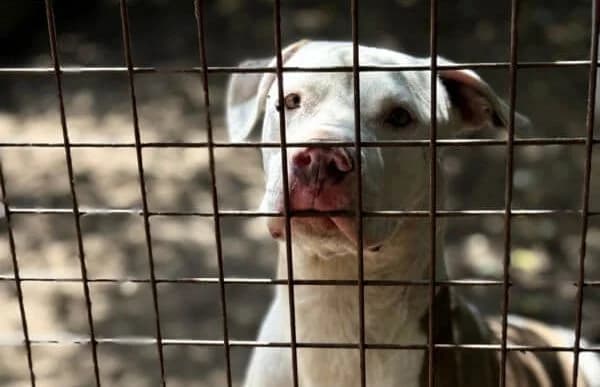 Emma-10, female senior mixed breed for adoption at Animal Happyend, Animal Happyend