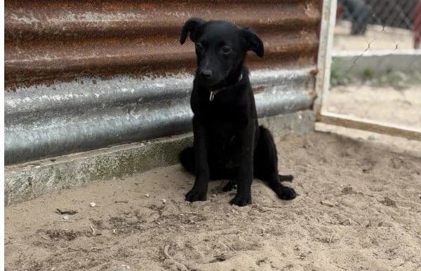 Esma-2, female puppy Mixed Breed for adoption at Animal Happyend, Animal Happyend