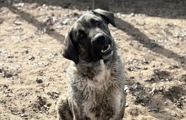 Evolet, female young Mixed Breed for adoption at Animal Happyend, Animal Happyend