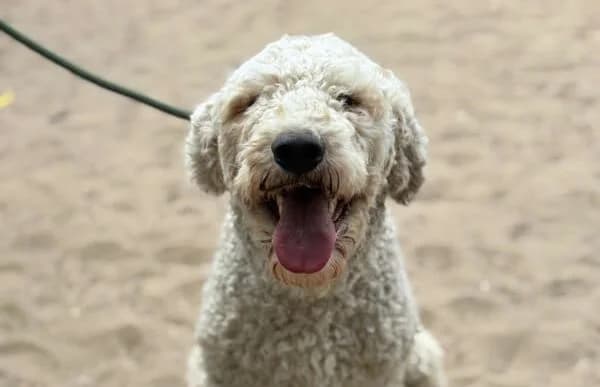 Feliksz, male young Komondor for adoption at Animal Happyend, Animal Happyend