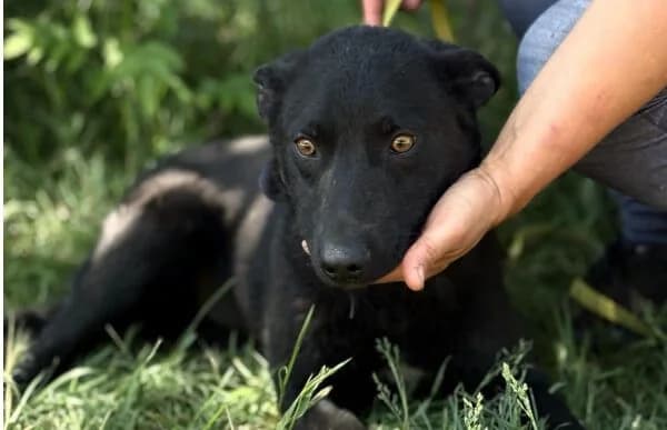 Femke, female young Mixed Breed for adoption at Animal Happyend, Animal Happyend