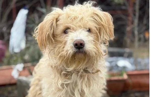Floki-4, male 3yo Mixed Breed for adoption at Animal Happyend, Animal Happyend