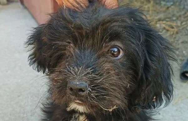 Florinda, female puppy Mixed Breed for adoption at Animal Happyend, Animal Happyend