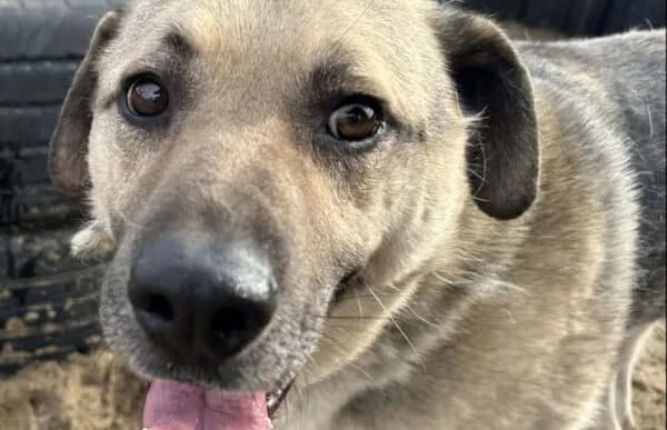 Fremont, male senior Mixed Breed for adoption at Animal Happyend, Animal Happyend