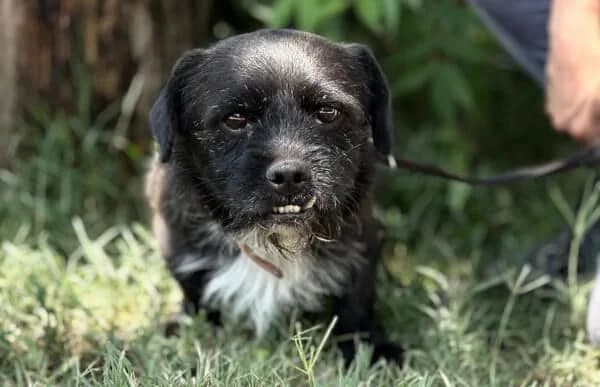 Frodo-2, male 3yo Mixed Breed for adoption at Animal Happyend, Animal Happyend