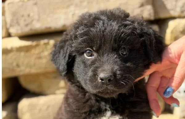 Fynn, male puppy Mixed Breed for adoption at Animal Happyend, Animal Happyend