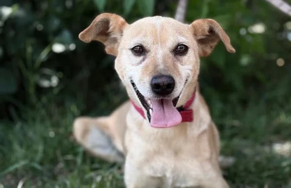 Gajana, female 5yo Mixed Breed for adoption at Animal Happyend, Animal Happyend