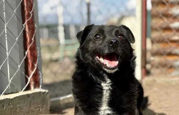 German-3, male 7yo Mixed Breed for adoption at Animal Happyend, Animal Happyend